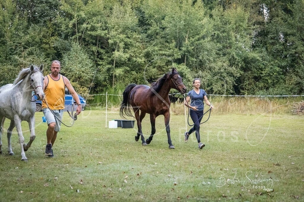 DdLH-NU_2025-09-20_70 | Stimmungsvolle Fotografie von Pferden, fotografische Begleitung von Veranstaltungen, Golfturnieren und Distanzritten - Realisiert mit Pictrs.com