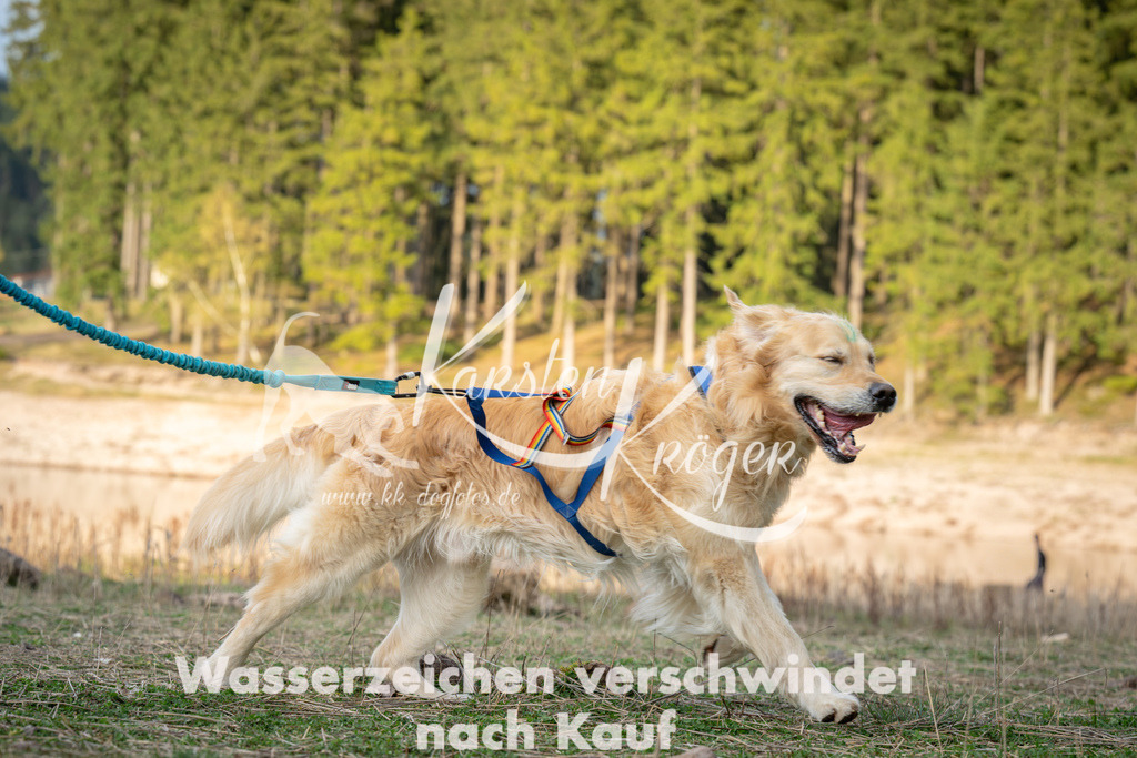 1825_ZZ97040 | kk-dogfotos