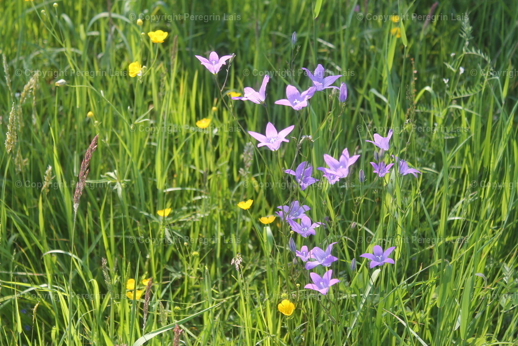 IMG_2713_2 | Fotografiert von Peregrin Lais. Bilder anschauen, 
Formate auswählen und bestellen. - Realisiert mit Pictrs.com