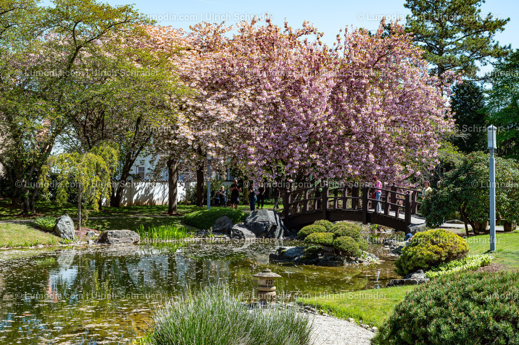 10049-14033 - Japanischer Garten in Bad Langensalza | Stockfoto und Bilderpool mit Bildmaterial aus Deutschland, dem Harz, Halberstadt, Quedlinburg, Wernigerode und weltweit. Qualitativ hochwertige und professionelle Fotos anschauen und kaufen. - Realisiert mit Pictrs.com