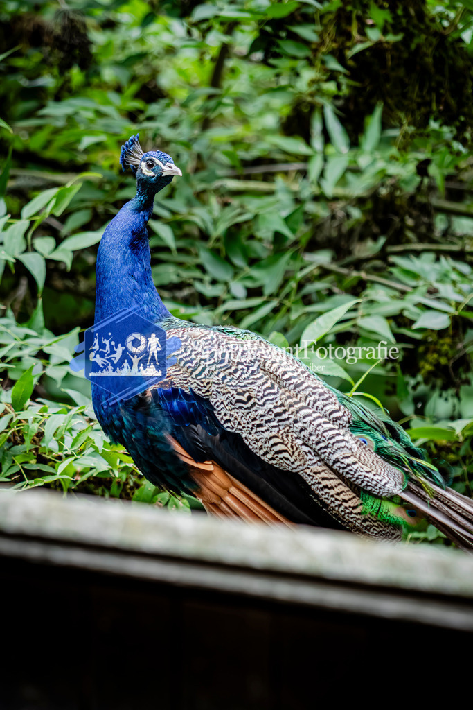 IMG_3016 | SportEventFotografie - Roman Stoiber