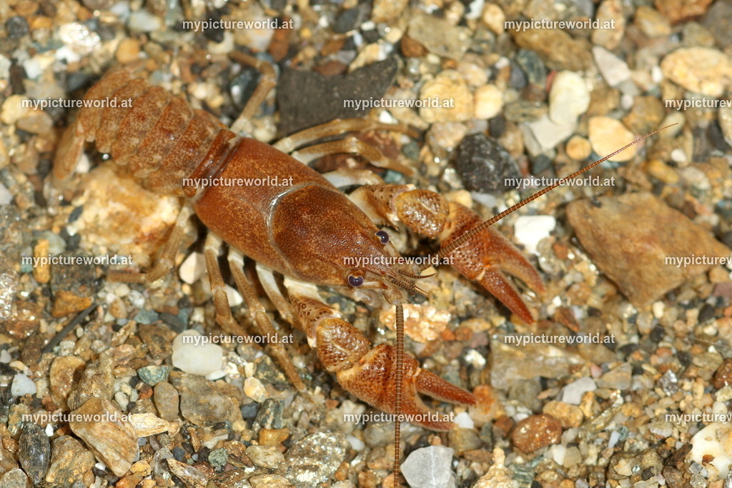 Steinkrebs-003 | Das Bilderarchiv über Tiere, Planzen und Landschaften. In der Bilddatenbank finden Sie ein große Auswahl an hochwertigen Bilder für Ihre Werbung - Realisiert mit Pictrs.com