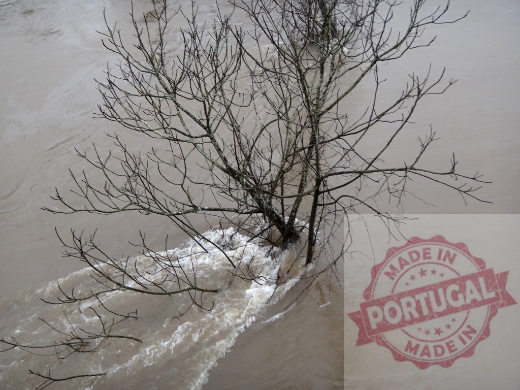 Bare tree standing in powerful flood waters. Portugal floods 02.26 - Paco de Sousa, Penafiel | Flood waters surrounding a bare tree, showing the impact of natural disaster - Realisiert mit Pictrs.com