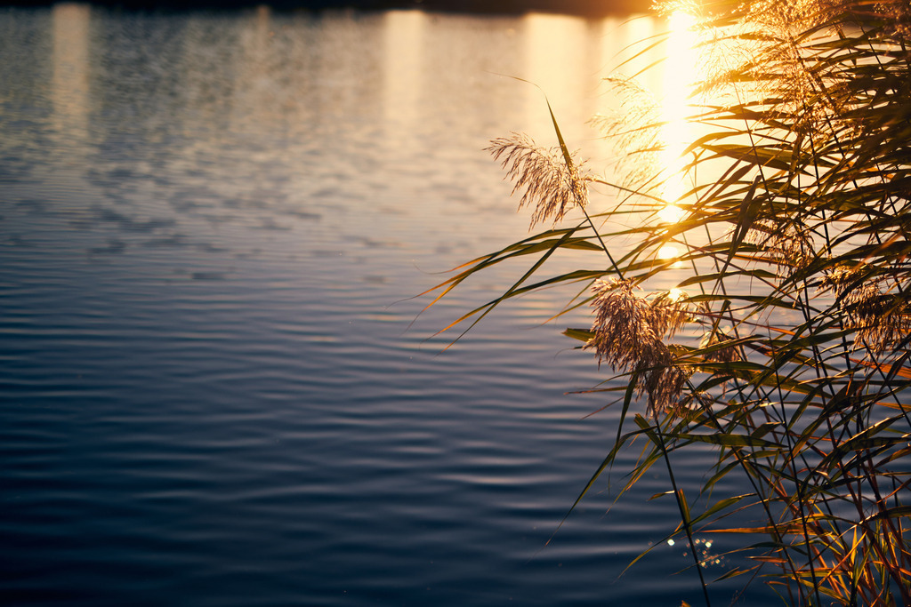 Schilf an der Alten Donau im Abendlicht | Wien, Austria - October 04, 2022: Schilf an der Alten Donau im Abendlicht. - Realisiert mit Pictrs.com