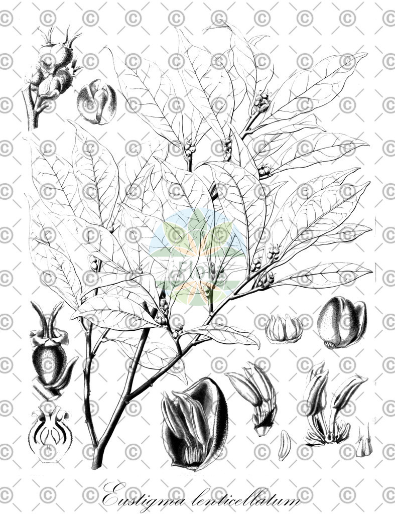 HistAbb_wfo-0000683516_1_ENZY_Simple | Historische Abbildung von Eustigma lenticellatum - Hamamelidaceae | Historical Illustration of Eustigma lenticellatum - Hamamelidaceae