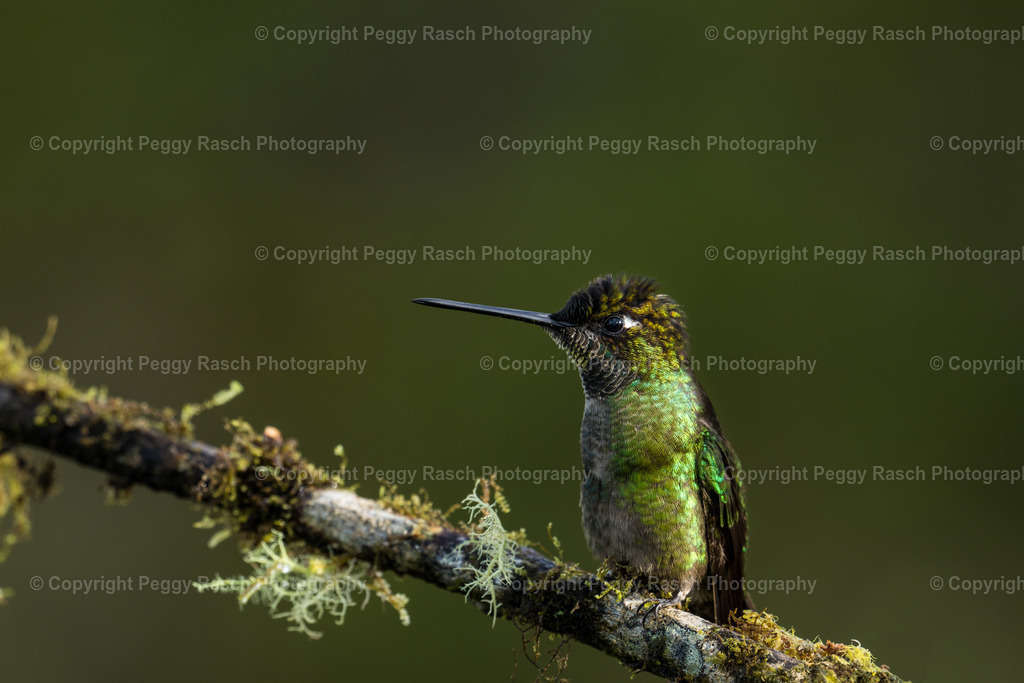 Kolibris (3 von 32) (3) | PeggyRaschPhotography - Realisiert mit Pictrs.com