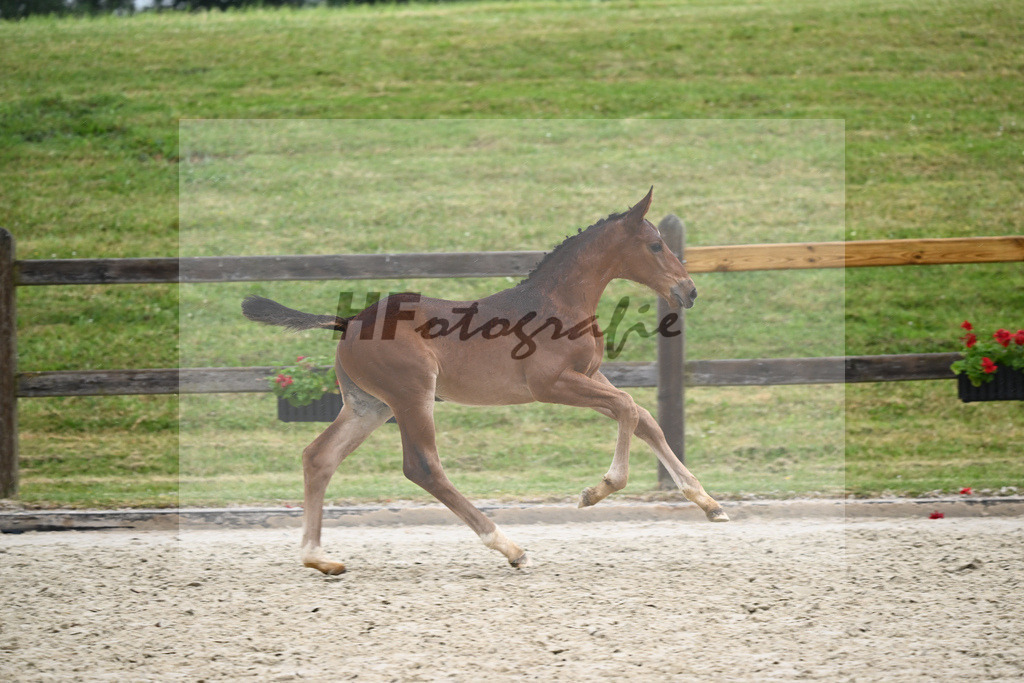 Kat-Nr. 60 HF Denzel van het Meulenhof_Feigl_17231421 | hf-fotografie - Realizzato con Pictrs.com