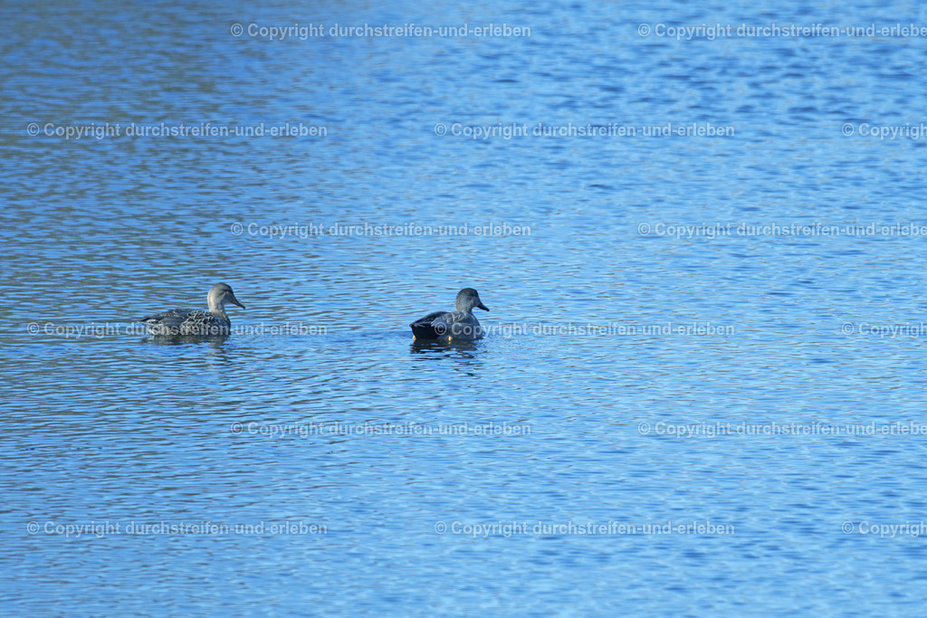 Schnatterentenpaar | Zwei wenig in Mitteleuropa verbreitete Schnatterenten: Diese hier lebt im Naturschutzgebiet Rieselfelder in Münster. A gadwall, a species of duck that is not very common in Central Europe: This one lives in the Rieselfelder nature reserve in Münster. This one lives in the Rieselfelder nature reserve in Münster. This one lives in the Rieselfelder nature reserve in Münster. - Realisiert mit Pictrs.com