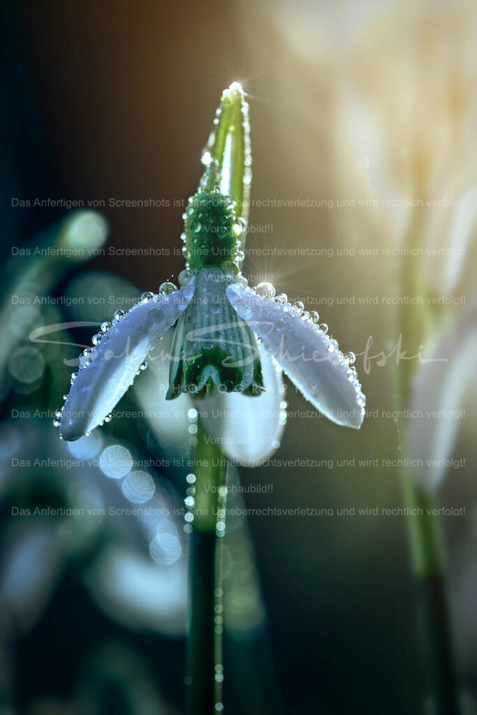 Wandbild Schneeglöckchen | #Schneeglöckchen sind kleine weiße #Blumen, die im späten #Winter oder frühen #Frühling blühen. Sie sind bekannt für ihr zartes Aussehen und gelten oft als Symbol für Hoffnung und #Erneuerung. #Schneeglöckchen sind in #Gärten und #Wäldern in ganz #Europa verbreitet. - Realisiert mit Pictrs.com