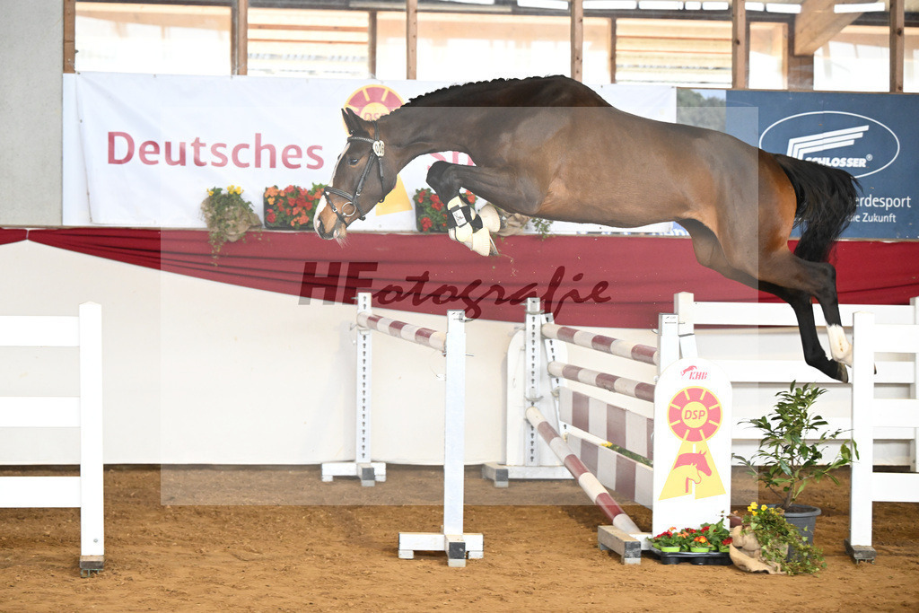 Kat-Nr. 6 Royal Lady v. Casolo_Irl_16250626 | hf-fotografie - Realisiert mit Pictrs.com