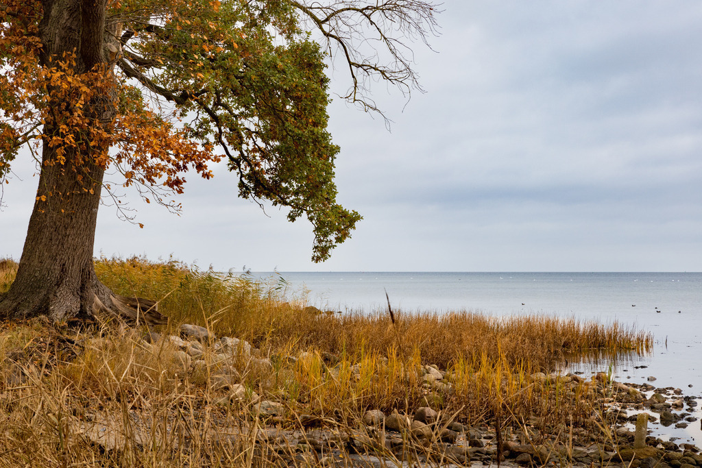 Zierow im Herbst | Ruhige Herbststimmung am Ostsee-Ufer von Zierow in Mecklenburg-Vorpommern im November 2023 - Realisiert mit Pictrs.com