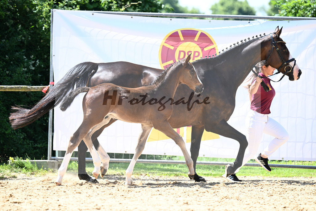 Kat-Nr. 18 Esmeraldo x Casiro I_HF_Schindele_16250432 | hf-fotografie - Realisiert mit Pictrs.com