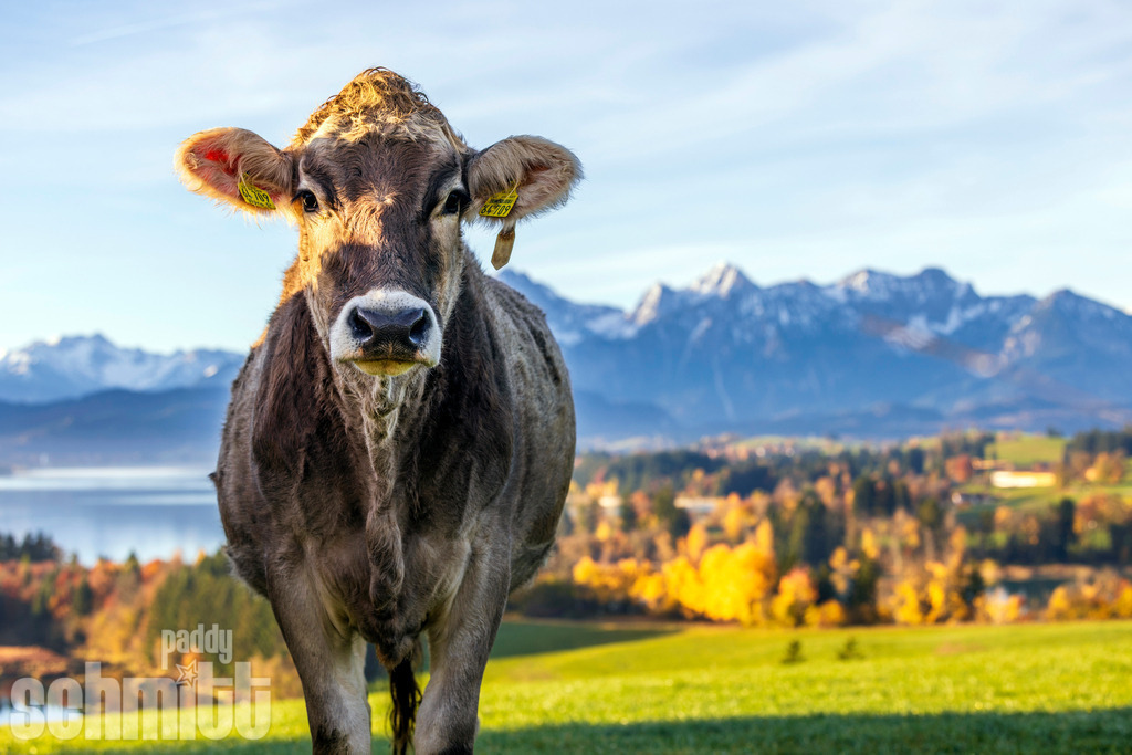 PS-Tiere-2026-81 | Entdecke die größte Bildgalerie der Region mit Fotografien aus dem Allgäu, der Bodenseeregion, Oberschwaben, dem Donautal und der Schwäbischen Alb. Landschaften, Luftaufnahmen und Reisefotografie als Wandbild und Fotokunst. - Realisiert mit Pictrs.com