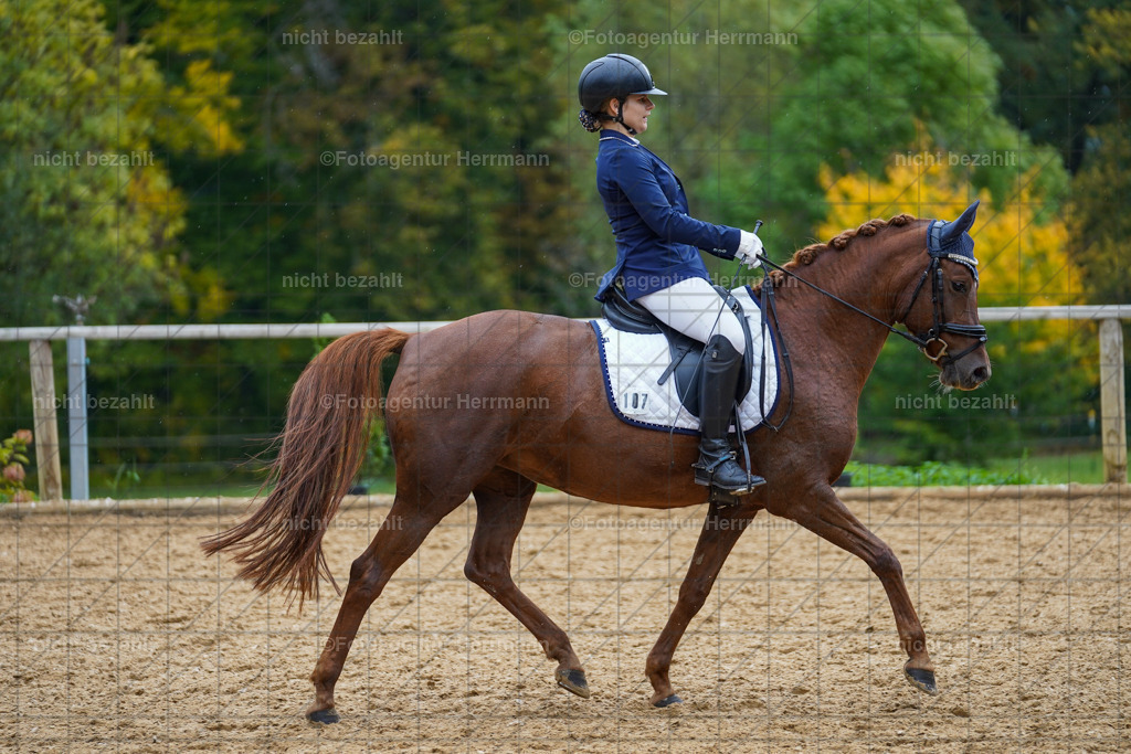 20221008-FAH01829 | Diessen am Ammersee, 2022, Dressur- und Springturnier, Reitsportbilder, Turnierfotografen Bayern, Pferdefotografen, Fotoagentur Herrmann, Turnierbilder