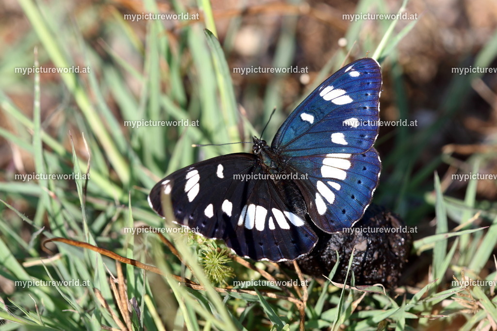 Limenitis reducta-016 | Das Bilderarchiv über Tiere, Planzen und Landschaften. In der Bilddatenbank finden Sie ein große Auswahl an hochwertigen Bilder für Ihre Werbung - Realized with Pictrs.com