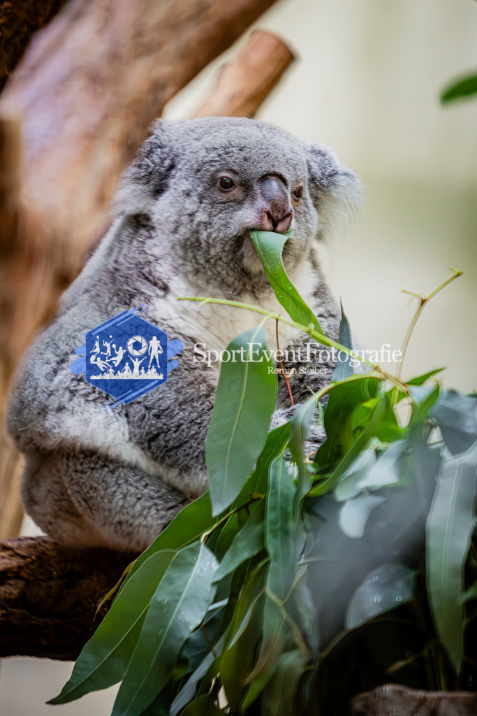 IMG_5438 | SportEventFotografie - Roman Stoiber