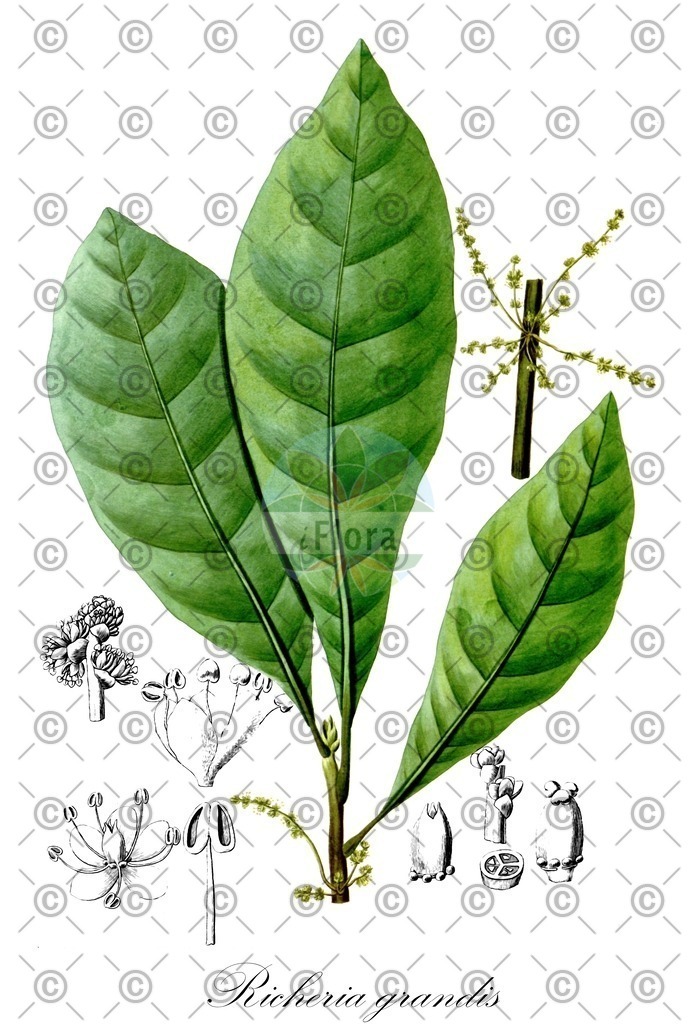 HistAbb_wfo-1000051017_1_ENZY_Simple | Historische Abbildung von Richeria grandis - Phyllanthaceae | Historical Illustration of Richeria grandis - Phyllanthaceae