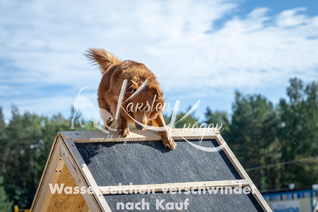1455_ZZ91979 | kk-dogfotos