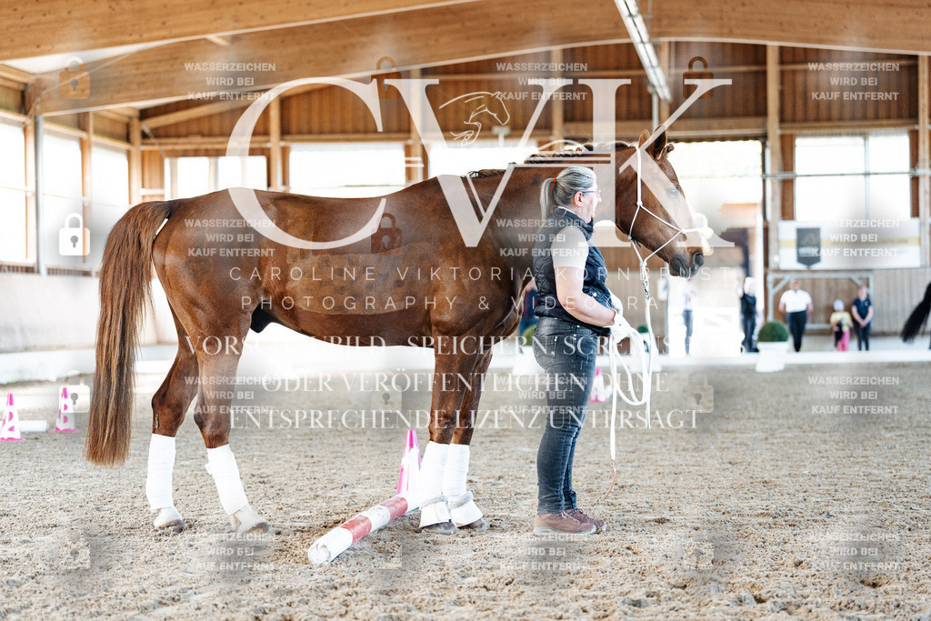 CK906161 | Turnierfotografie Pferdefotografie Trier Rheinland-Pfalz Pferdesport Reitsport Tierfotografie Sportfotografie Pferdevideo Pferdevideografie Equestrianvideography equestrianphotography  - Realisiert mit Pictrs.com