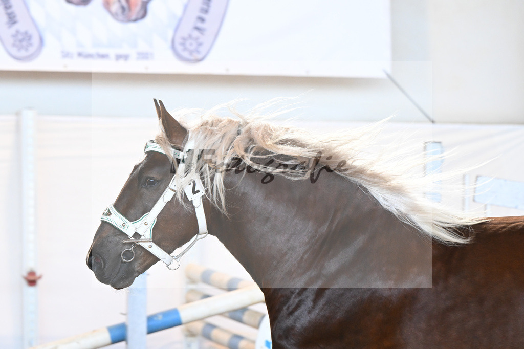 Kat-Nr. 2 v. Dirill_Wittmann_2230164 | hf-fotografie - Realisiert mit Pictrs.com