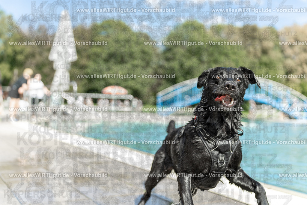 Hundeschwimmen_Volksbad_2026-allesWIRTHgut_Tierfotografie-2609061514-7R501328 | Professionelle Tierfotografie in Mönchengladbach von Daniel Wirth (allesWIRTHgut). Liebevolle & natürliche Bilder von Hunden & Katzen für unvergessliche Erinnerungen.