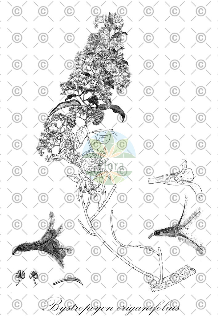 HistAbb_wfo-0000577105_1_ENZY_Simple | Historische Abbildung von Bystropogon origanifolius - Lamiaceae | Historical Illustration of Bystropogon origanifolius - Lamiaceae