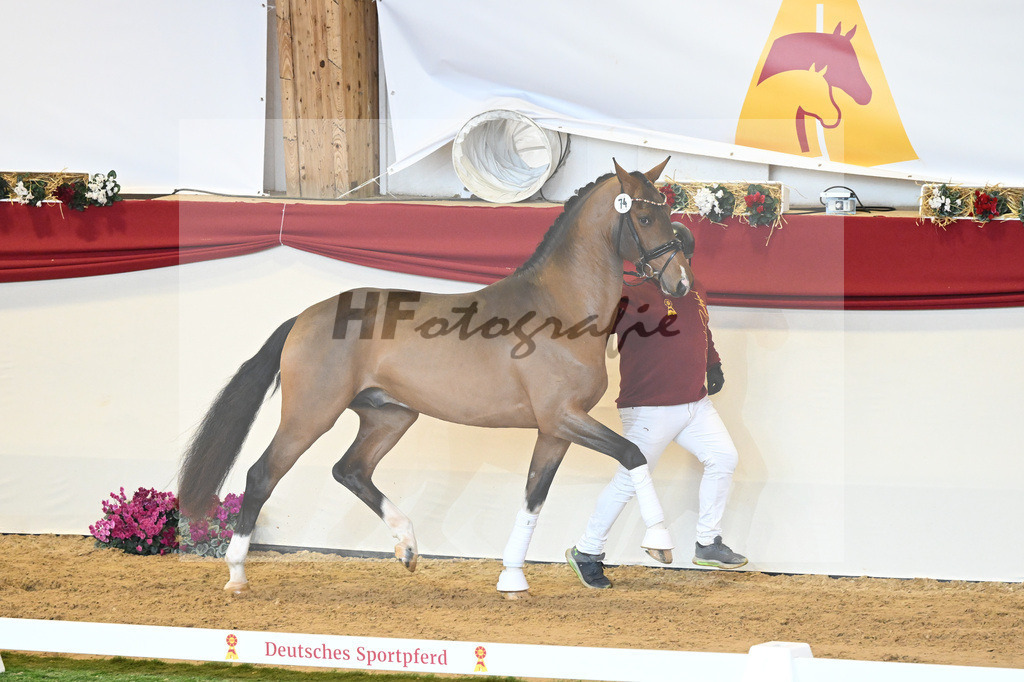 Kat-Nr. 74 Vaderland_Gestuet Pramwaldhof_1230489 | hf-fotografie - Realisiert mit Pictrs.com