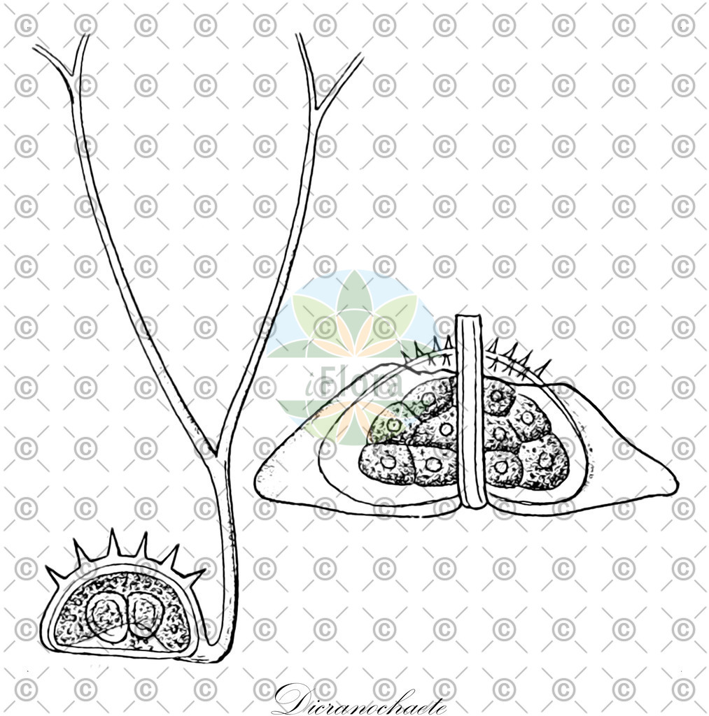 HistAbb_wfo-0001158851_1_ENZY_Simple | Historische Abbildung von Dicranochaete - Chaetopeltidaceae (0) | Historical Illustration of Dicranochaete - Chaetopeltidaceae (0)