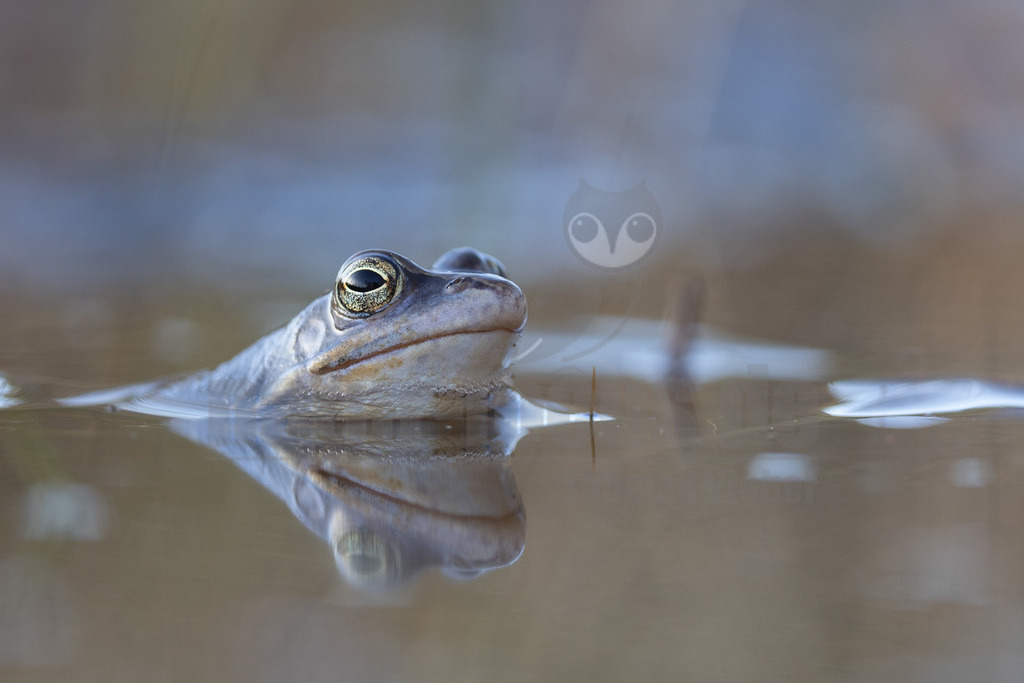 R5NF0722-20230315 | Der Moorfrosch gehört innerhalb der Ordnung der Froschlurche zur Familie der Echten Frösche und ebenso zur Gattung der Echten Frösche. Außerdem fasst man ihn nach Aussehen und Lebensweise mit anderen Arten zu den sogenannten Braunfröschen zusammen.  - Realisiert mit Pictrs.com