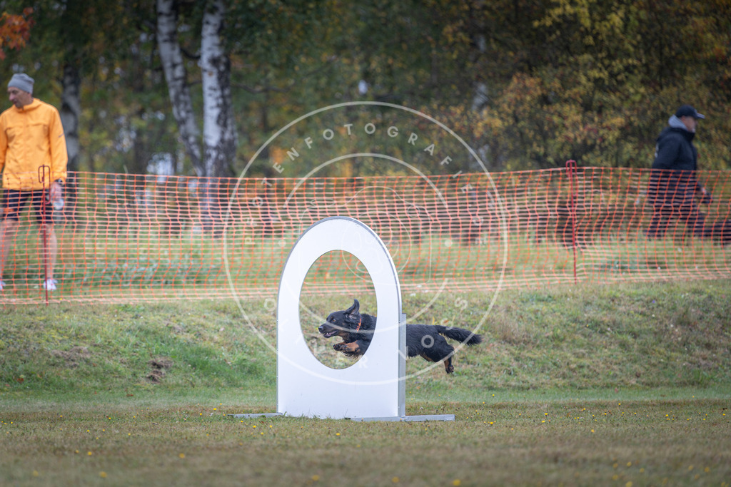 Pfotenfotografie_DV3A0557 | Hundefotografie, Tierfotograf, Pfotenfotografie, Fotoshooting Hund, Hunde Portrait, Hundesport, Hundeportraits, Heideshooting, Hunde, Sportfotograf, Hundefotograf, Turnierhundsport, THS,  - Realisiert mit Pictrs.com