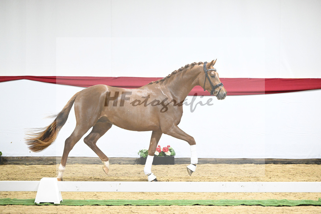 Kat-Nr. 8 v. Viva Gold_Limbecker_63220259 | hf-fotografie - Realizzato con Pictrs.com