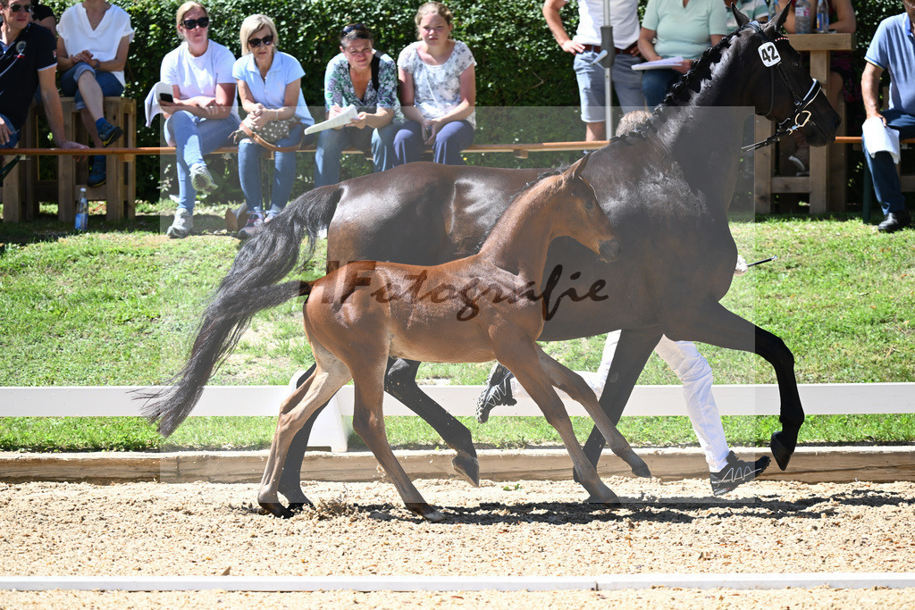 Kat-Nr. 42 HF DSP Va Bene x Placido_Hager_27230656 | hf-fotografie - Realisiert mit Pictrs.com