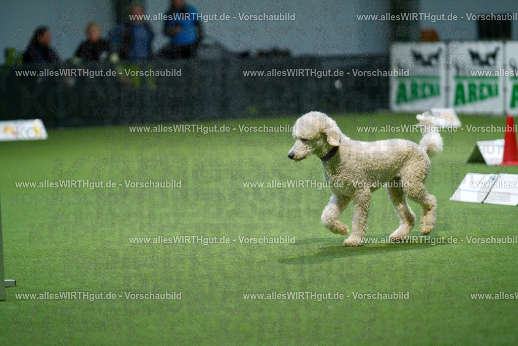 7R509909 | Professionelle Tierfotografie in Mönchengladbach von Daniel Wirth (allesWIRTHgut). Liebevolle & natürliche Bilder von Hunden & Katzen für unvergessliche Erinnerungen.