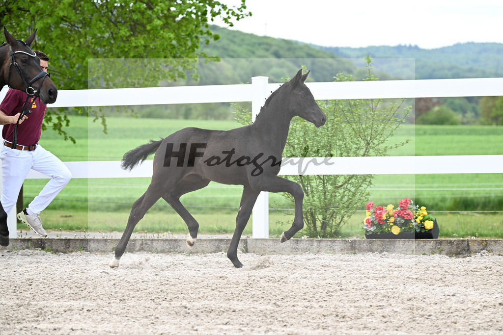 Kat-Nr. 1 SF St. Emilion x Rubin Royal_Gruber_23260049 | hf-fotografie - Realisiert mit Pictrs.com