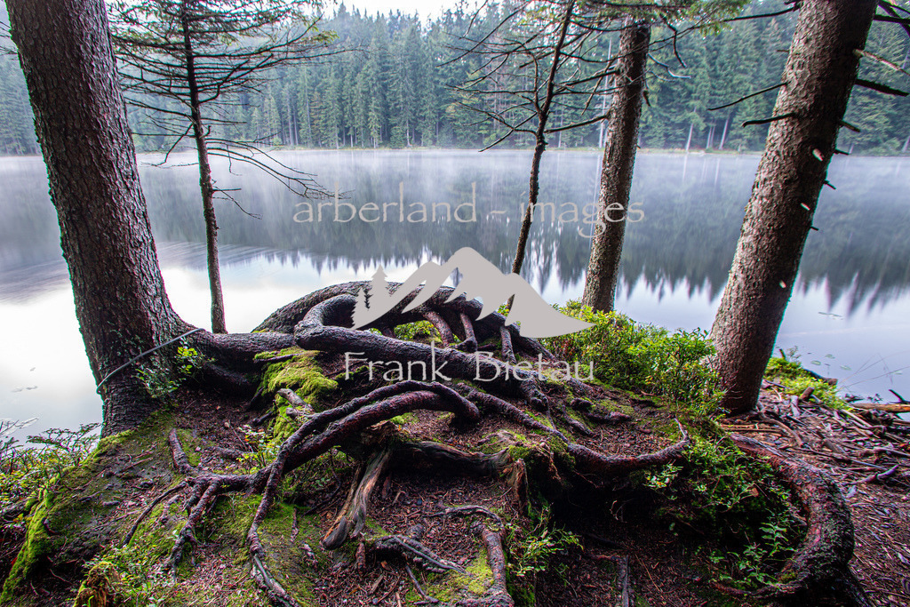 _Z5A7109 | fast unberührte Natur rund um den Arbersee