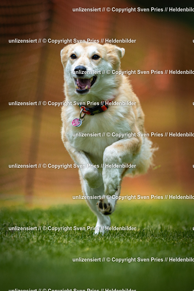 Sven Pries | 2025-09-21 - Hunderennen Baden-Oos - Realisiert mit Pictrs.com