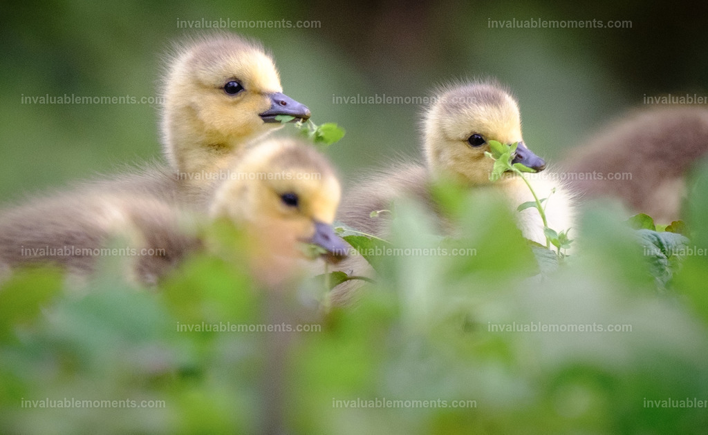 DSCF3626 | invaluablemoments.com - Realisiert mit Pictrs.com