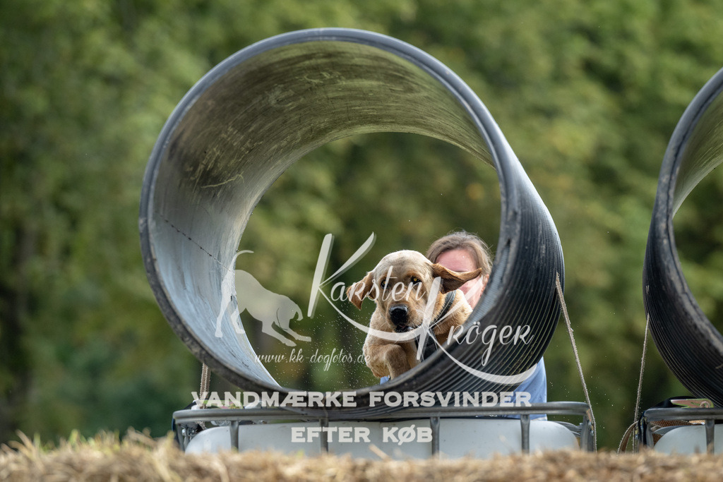 0951_ZZ91339 | kk-dogfotos