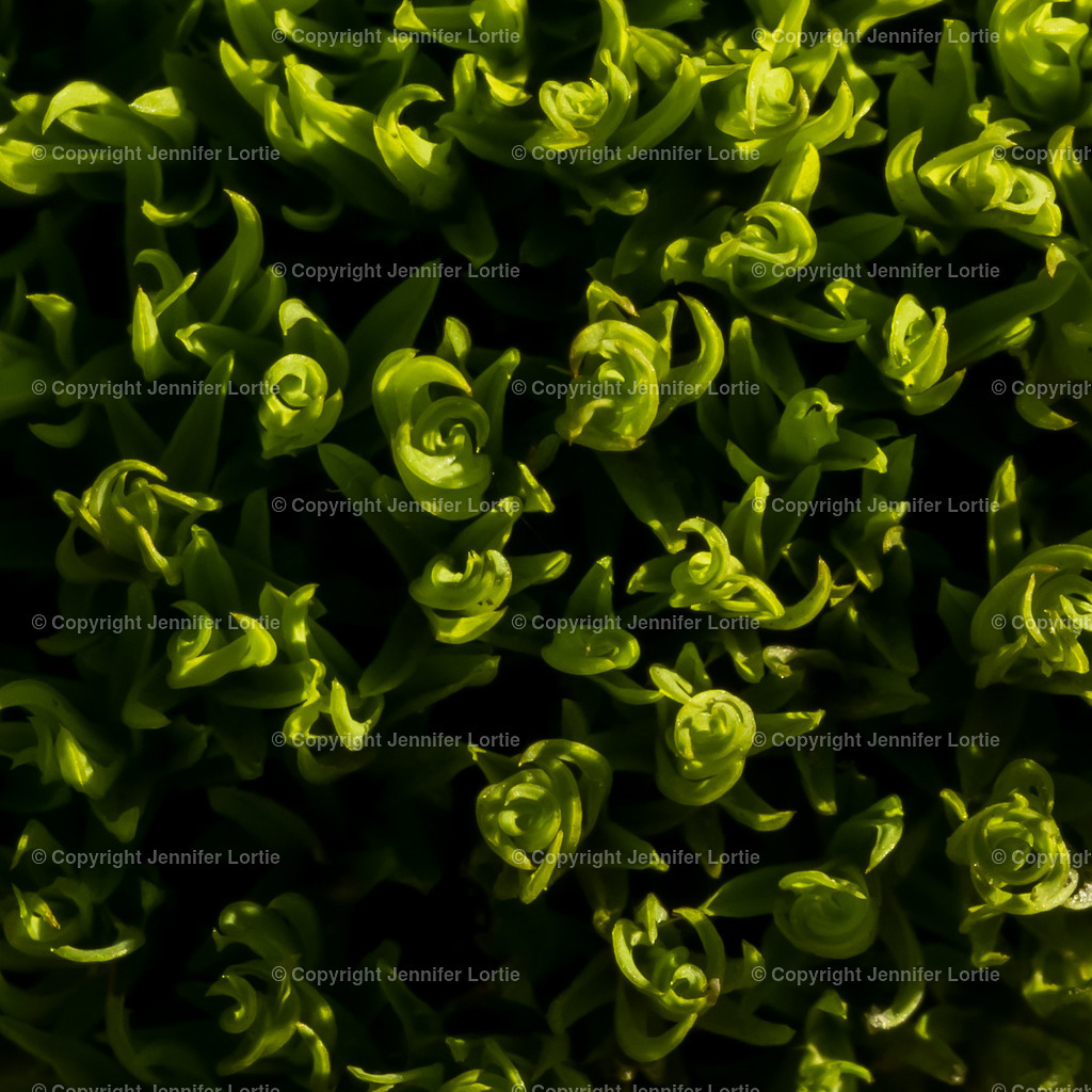 Makroaufnahme Moos | Kreative Naturaufnahmen als hochwertige Druckprodukte kaufen. - Realisiert mit Pictrs.com