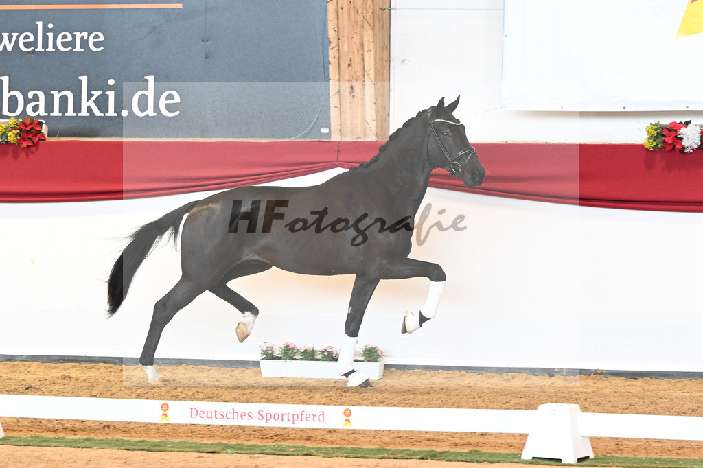 Kat-Nr. 45 Raven x Everdale_Rakelbusch_43230762 | hf-fotografie - Realisiert mit Pictrs.com