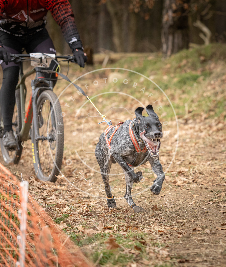 Pfotenfotografie_DV3A2648 | Hundefotografie, Tierfotograf, Pfotenfotografie, Fotoshooting Hund, Hunde Portrait, Hundesport, Hundeportraits, Heideshooting, Hunde, Sportfotograf, Hundefotograf, Turnierhundsport, THS,  - Realisiert mit Pictrs.com
