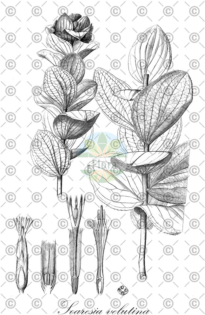 HistAbb_wfo-0000432115_1_ENZY_Simple | Historische Abbildung von Soaresia velutina - Asteraceae | Historical Illustration of Soaresia velutina - Asteraceae