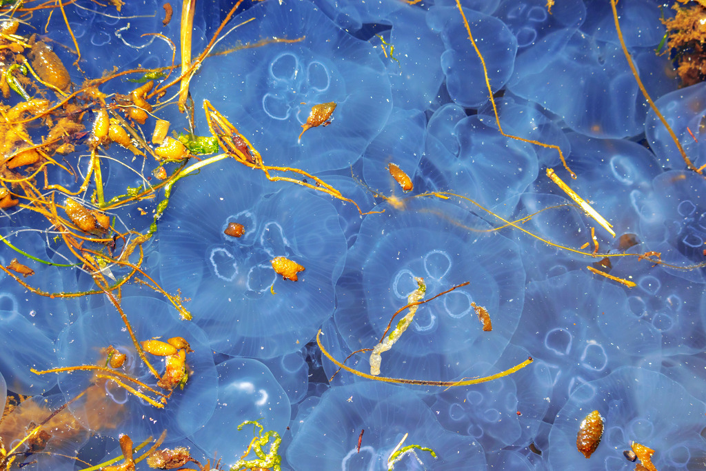 Wandbild: Quallen im Hafen in Eckernförde | Dieses Wandbild im Querformat zeigt zahlreiche Quallen im Hafen in Eckernförde. Zwischen den Quallen befindet sich Seetang.  - Realisiert mit Pictrs.com