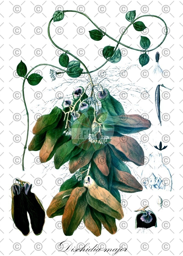 HistAbb_wfo-0000651870_1_ENZY_Simple | Historische Abbildung von Dischidia major - Apocynaceae | Historical Illustration of Dischidia major - Apocynaceae