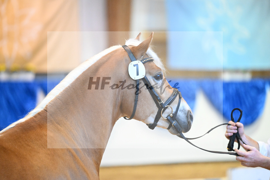 Kat-Nr. 7 Nachtprinz v. Nachtstolz_Schwarz_60220653 | hf-fotografie - Realisiert mit Pictrs.com