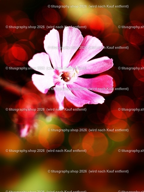 titusgraphy_P7032043-vz-ln_pe-02 | titusgraphy-shop: Geschenkideen mit Qualitätsfotos. titusgraphy-shop: gift ideas with quality photos. titusgraphy-shop: idées cadeaux avec photos de qualité.  - Realisiert mit Pictrs.com