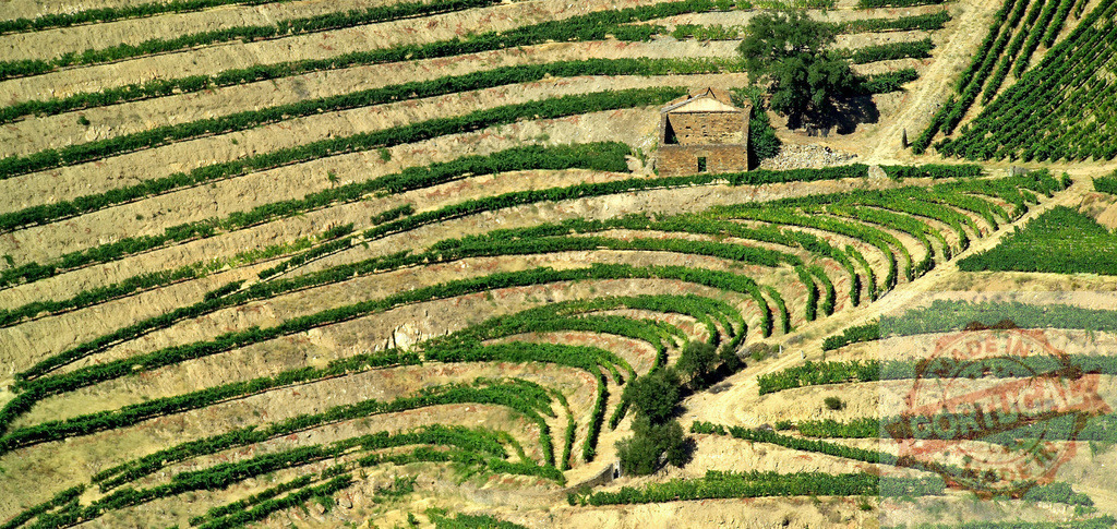 Douro Valley terraced vineyards creating a beautiful pattern | Terraced vineyard landscape in the Douro Valley, Portugal, featuring a traditional building - Realized with Pictrs.com