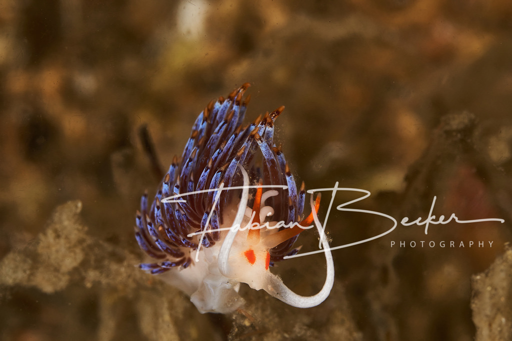 Aufwärts | Einzigartige Wandbilder von faszinierenden Unterwasserwelten. Exklusive Kunst für Empfangsbereiche, Wohnraum oder Wartezimmer. - Realisiert mit Pictrs.com