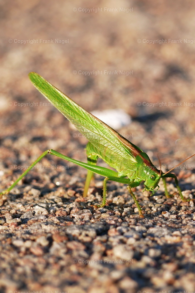 Grünes Heupferd | Das Grüne Heupferd ist aufgrund seiner Größe und auffälligen grünen Färbung eine leicht zu identifizierende Heuschreckenart und ist in vielen Teilen Europas zu finden. Es spielt eine wichtige Rolle in den ökologischen Nahrungsnetzen, da es als Nahrungsquelle für verschiedene Raubtiere dient und zur Bestäubung von Pflanzen beiträgt. - Realisiert mit Pictrs.com