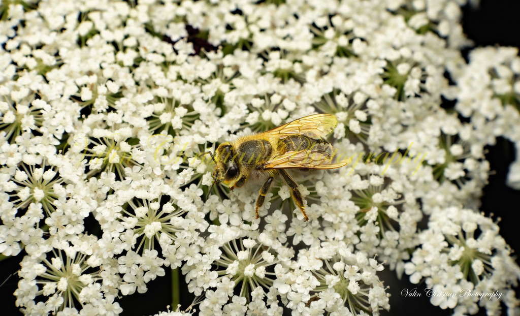 Macro 34 | Christian Vulin  - Realisiert mit Pictrs.com